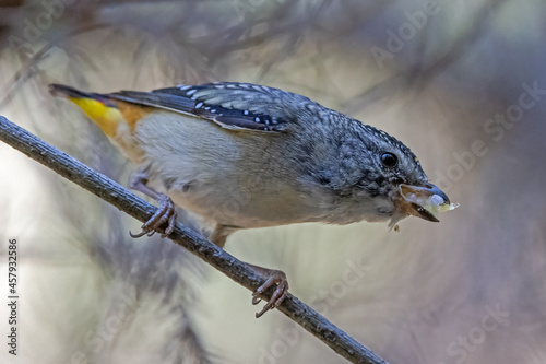 Spotted Pardalote with sap sucking psyllids in bill for young in nest photo