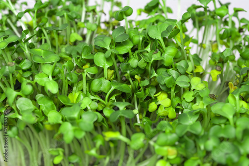 Microgreen. Young sprouts of mustard. Healthy food.