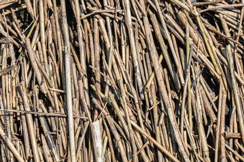 Dried up and dead bamboo