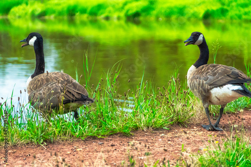 Canadian geese by the water,  on guard and watching the cameraman.