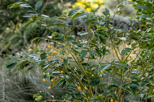 Euonymus myrianthus shrub in berry in autumn photo