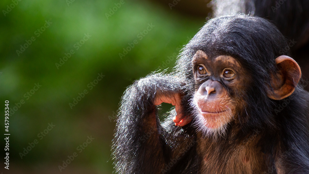 Close up portrait of a cute baby chimpanzee being happy - obrazy, fototapety, plakaty 