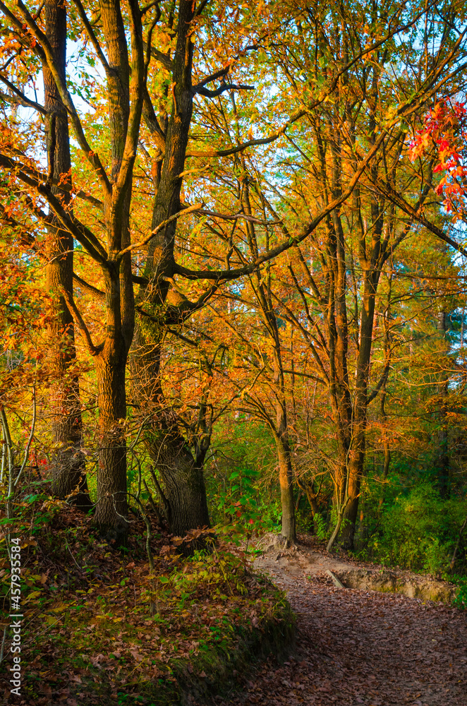 Beautiful autumn forest with golden leaves. Fall landscape Beautiful autumn forest with golden leaves. Fall landscape
