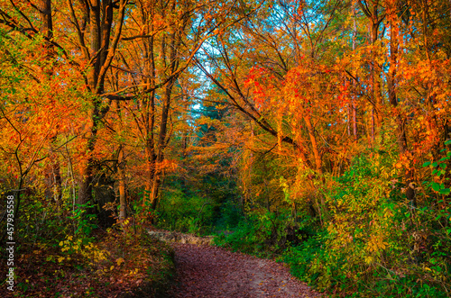 Beautiful autumn forest with golden leaves. Fall landscape © Olena Zn