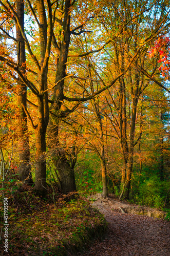 Beautiful autumn forest with golden leaves. Fall landscape © Olena Zn