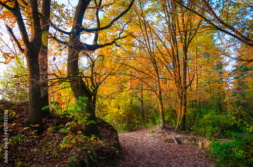 Beautiful autumn forest with golden leaves. Fall landscape