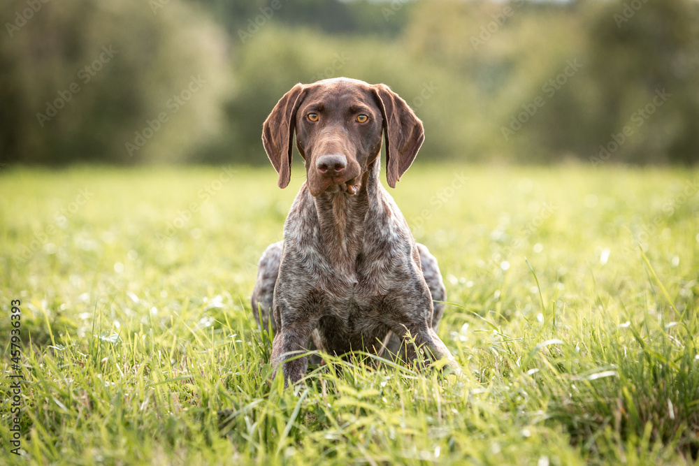 Portrait of a shorthaired pointer lying in green grass