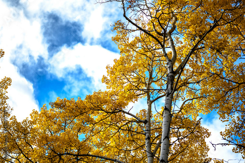 autumn tree in the park