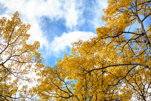 autumn leaves against blue sky