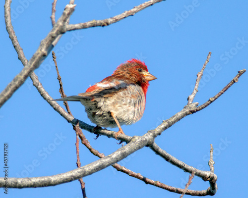 Purple Finch - Male Perched photo