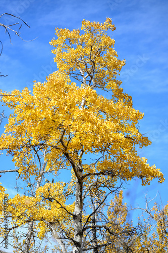autumn tree in the sky