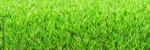 Green grass Top views Fresh green lawns for background, backdrop, or wallpaper. Plains and grasses of various sizes are neat and tidy. The lawn surface is evenly shining and bright.3D Rendering