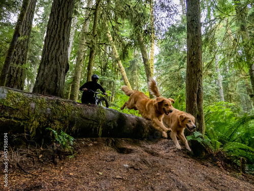 Mountain biker riding with his trail dogs. 