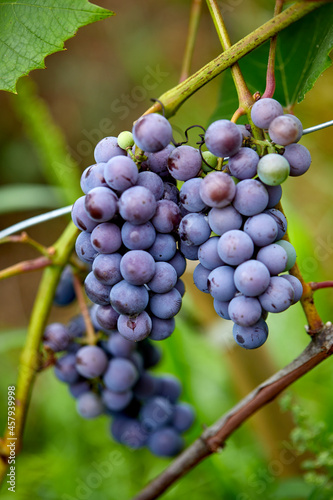 blue grapes in the organic garden