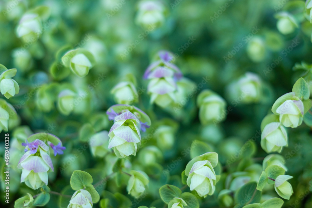 texture background filled with green round-leaved oregano leaves and flowers texture background filled with green round-leaved oregano leaves and flowers