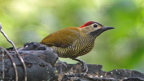 Golden-olive Woodpecker (Colaptes rubiginosus) in Mindo, Ecuador