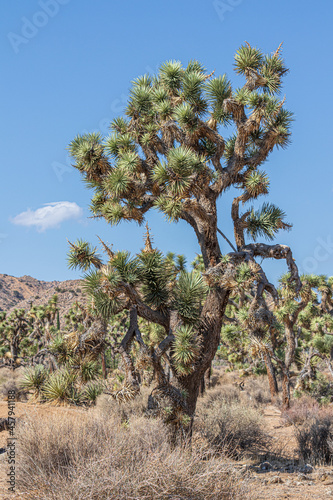 joshua tree in desert