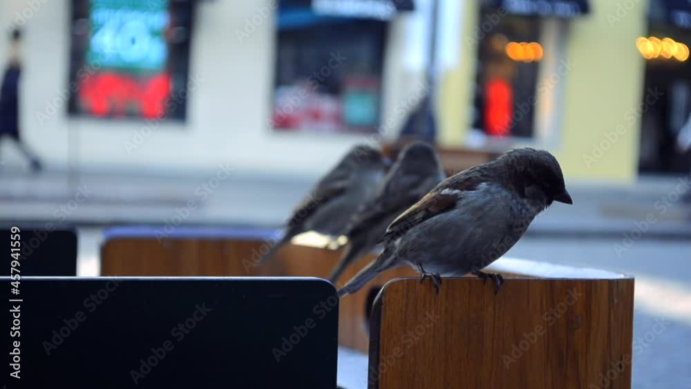 little birds sit on a park bench and look around, finches, wrens, with