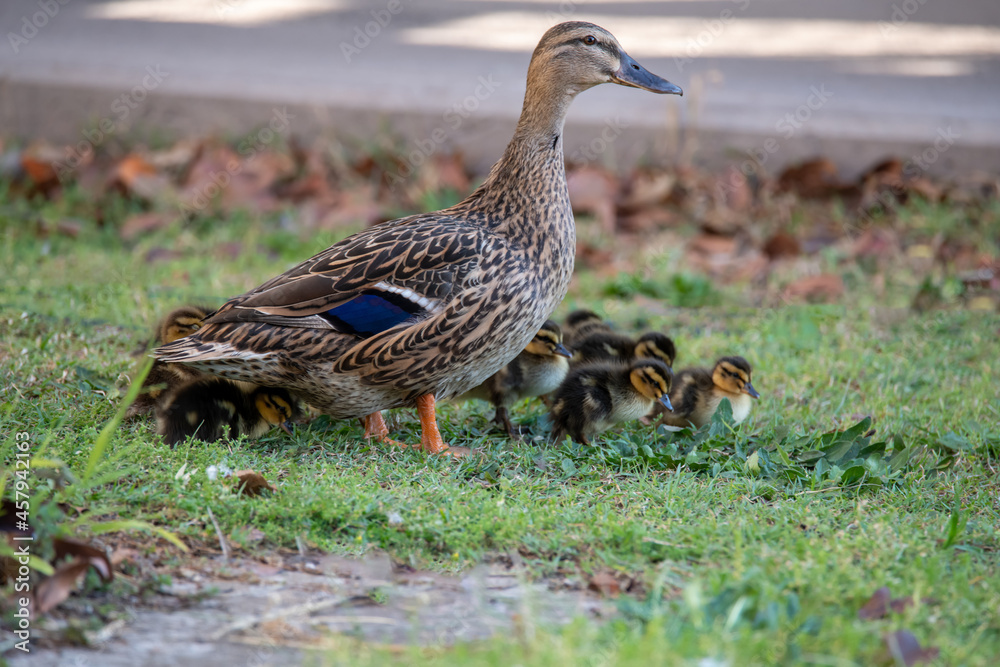 Mallard mother duck and ducklings Mallard mother duck and ducklings