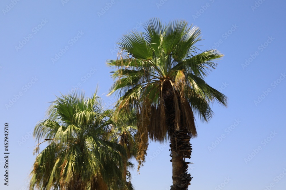 Fototapeta premium palm tree in the wind