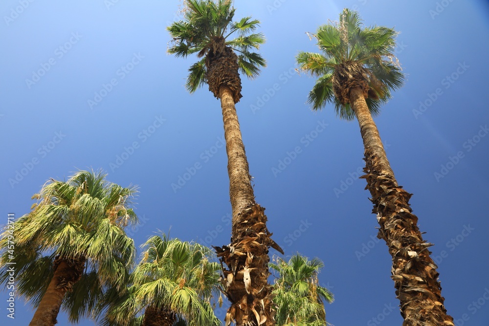 Fototapeta premium palm tree against blue sky