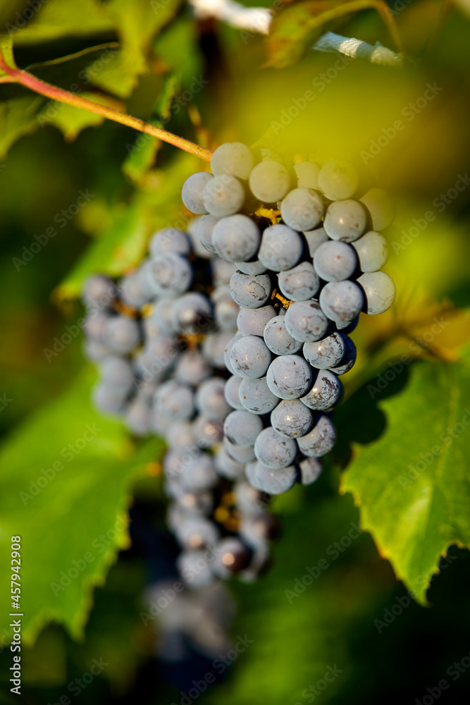 Ripe cabernet grapes ready for harvest in the farm Ripe cabernet grapes ready for harvest in the farm