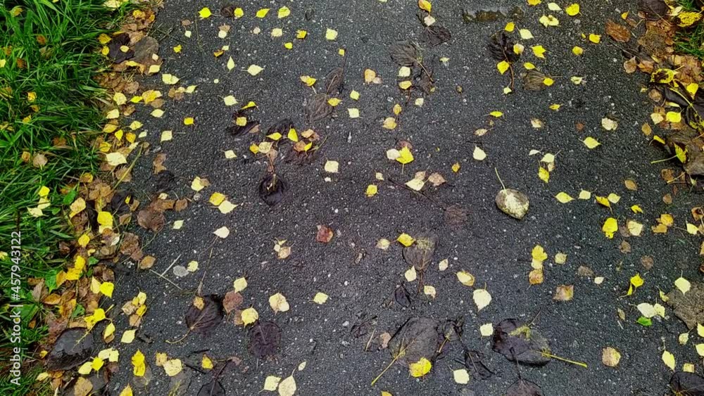 camera moves from bottom to top taking pictures of autumn leaves on a wet sidewalk camera moves from bottom to top taking pictures of autumn leaves on a wet sidewalk