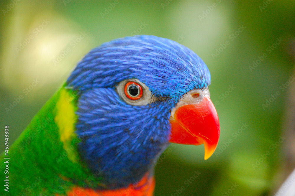 Rainbow Parrot in Australia.