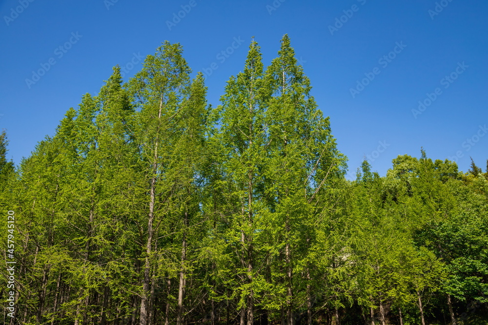 Fototapeta premium Green Metasequoia forest , kagawa, Shikoku, Japan