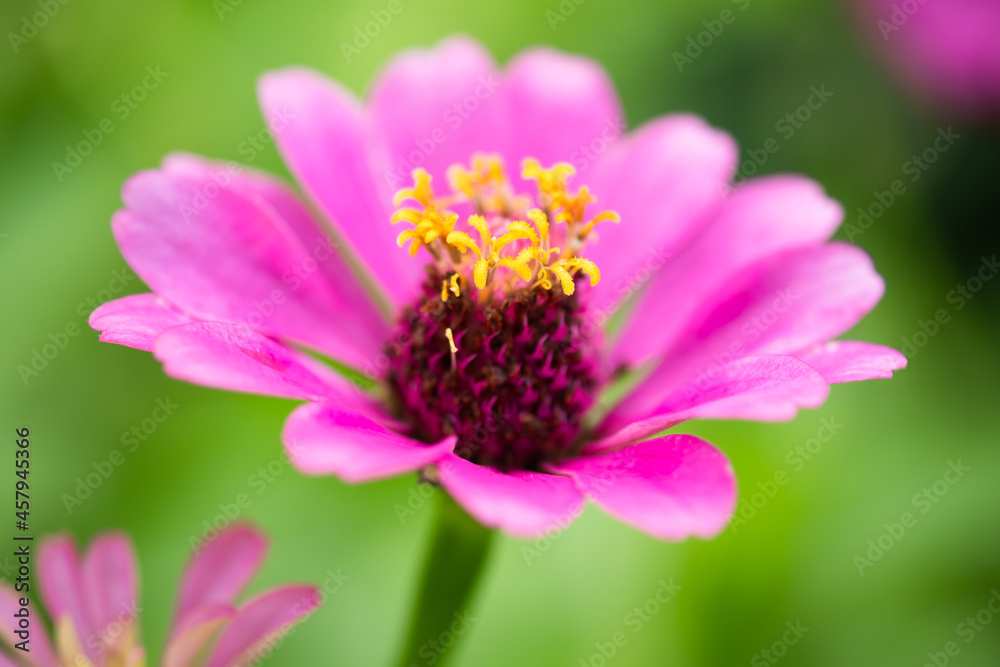 pink flower and fresh in the garden.selective focus. pink flower and fresh in the garden.selective focus.