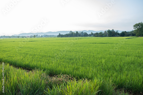Rice is growth in the rice paddies.The seedlings of rice are light green.Farm of rice in country side.