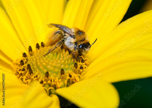 Close-up view of a bee sitting on a chamomile flower