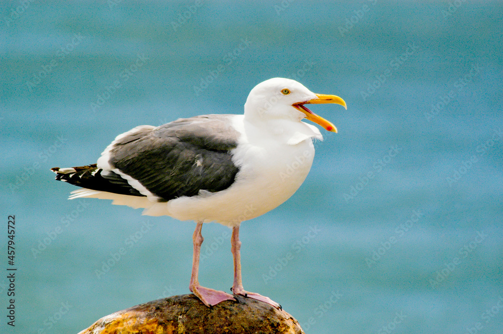 A seagull sitting on a pier piling by the ocean. A seagull sitting on a pier piling by the ocean.