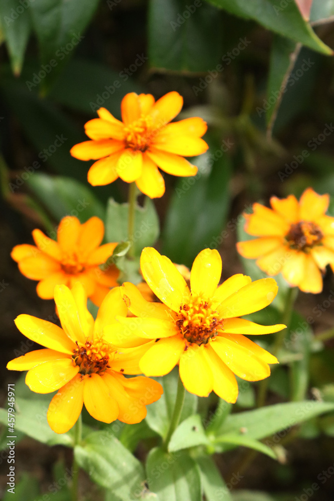 黄色い花 黄色い花