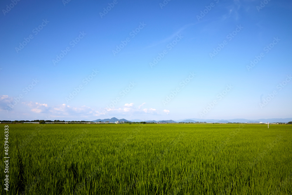 Fototapeta premium 稲と空