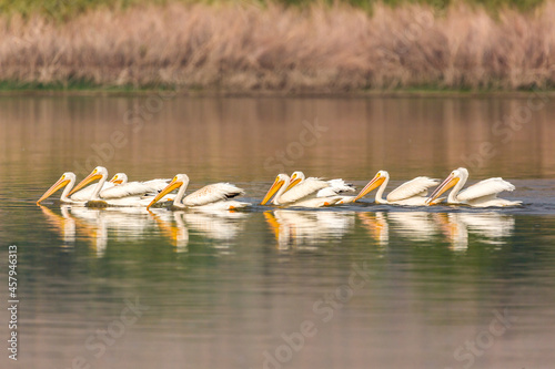 Pelicans fishing in a lake © ecummings00