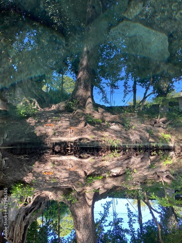 reflejo de árbol