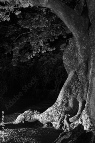 Árbol en clave baja 