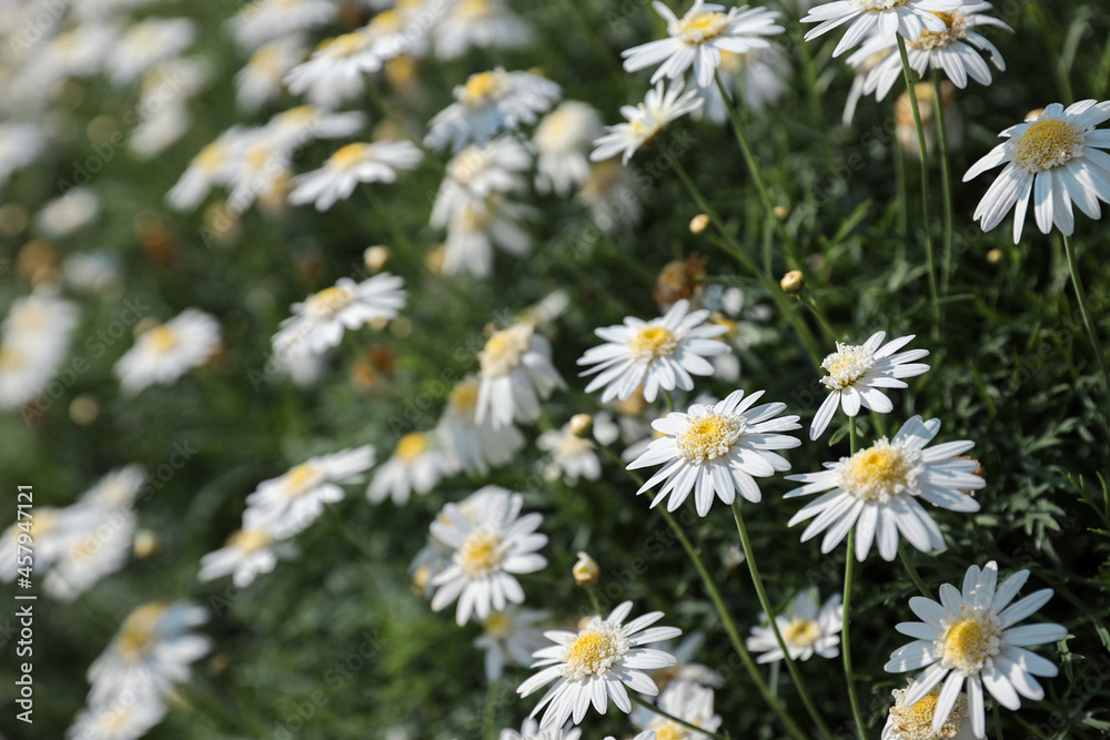 Close up a field of daisy flowers Close up a field of daisy flowers