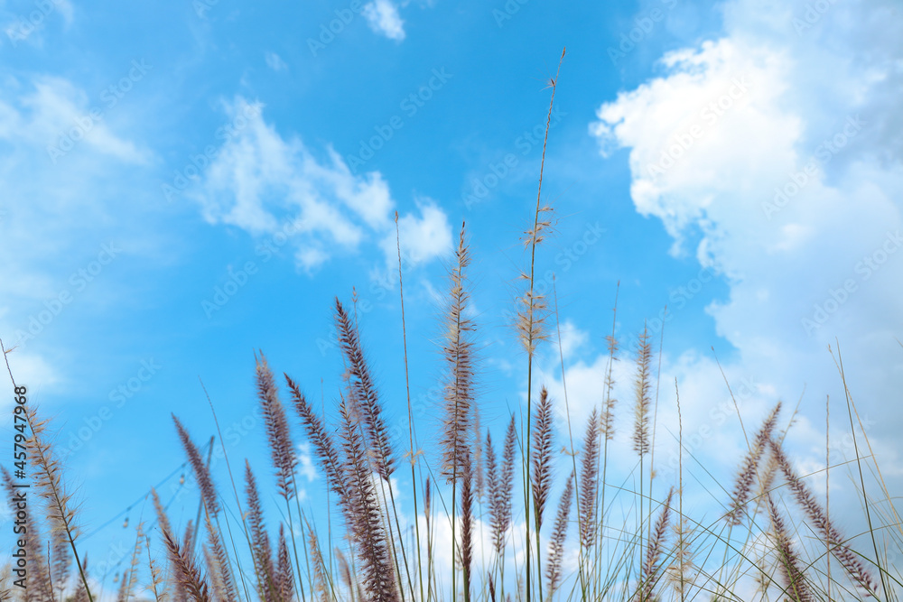 Obraz premium Reed grass flower, empty space and beautiful sky In summer for background
