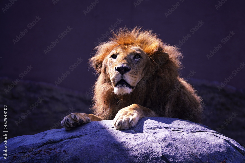 Naklejka premium 百獣の王ライオン