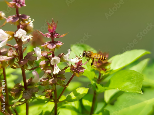 A little bee is looking for nectar on a basil flower.