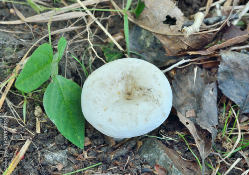 Edible mushroom russula (Russula delica)