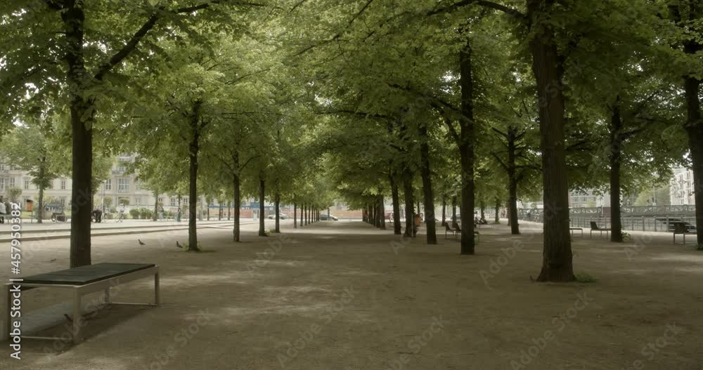 Trees in the Lustgarten of Berlin Trees in the Lustgarten of Berlin