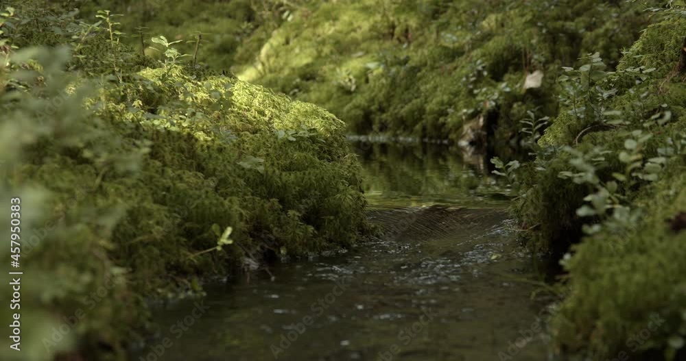 Little stream flows trough a forest in Sweden Little stream flows trough a forest in Sweden