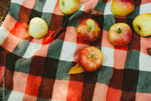 ripe homemade apples on a cozy plaid blanket. autumn picnic in nature. apple harvest, reaping. selective focus