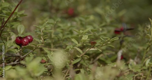 Cranberries in the nature of Sweden, close up shot photo