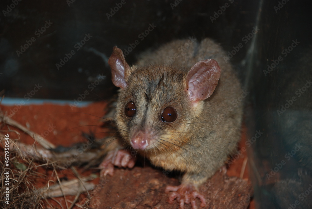 Fototapeta premium Caluromys philander na natureza
