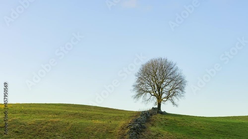 Time lapse of clouds moving, sky clearing up over a lonely leafless tree on green meadows photo