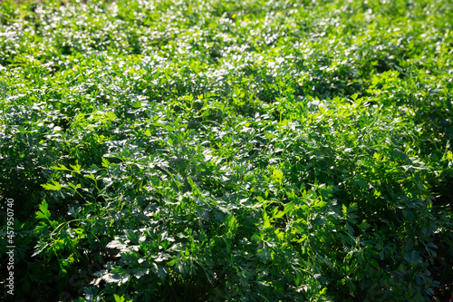 Closeup of organic green leaf parsley on plantation at vegetable farm. Harvest time.
